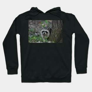 Young Raccoon Hoodie